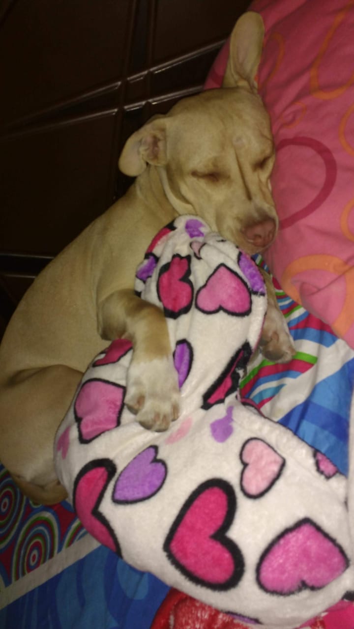 Foto Perrito